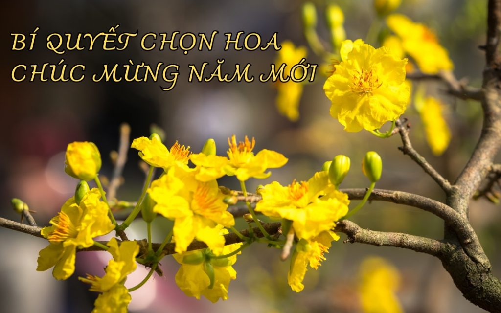 chọn hoa chúc mừng năm mới