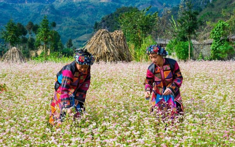 du lịch mùa thu hà giang