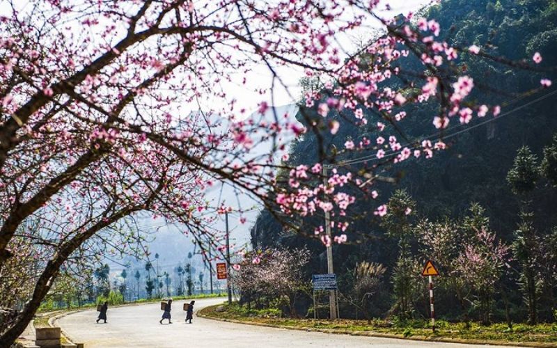 du lịch hà giang mùa xuân