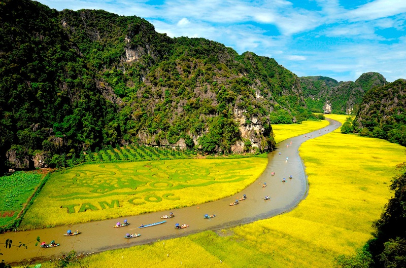 Mùa lúa chín Tam Cốc